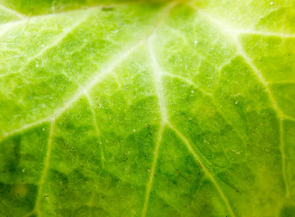 Cyclamen leaves — Stock Photo, Image