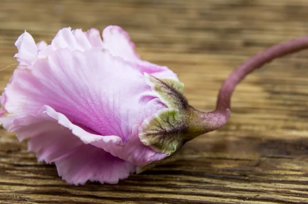 Una rosa seca sobre fondo de madera — Foto de Stock