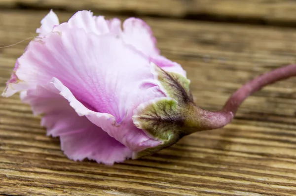 Una rosa seca sobre fondo de madera — Foto de Stock