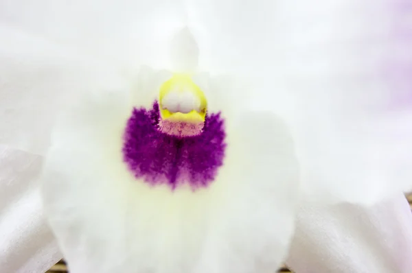 Orchid flowers on wooden background — Stock Photo, Image