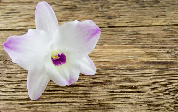 Fiori di orchidea su sfondo di legno — Foto Stock