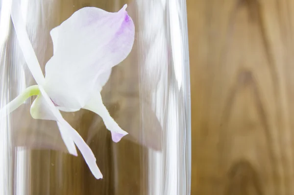 Abarrotes de orquídeas sobre fondo de madera — Foto de Stock