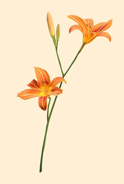 Lys orange — Image vectorielle