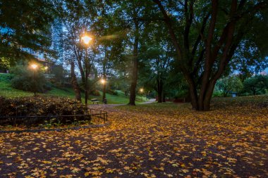 Stockholm, İsveç Bir açık hava parkında sonbahar yaprakları.
