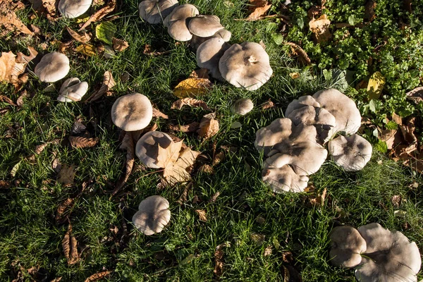 Stockholm Schweden Ein Flacher Pilz Gras Einem Park Herbst — Stockfoto