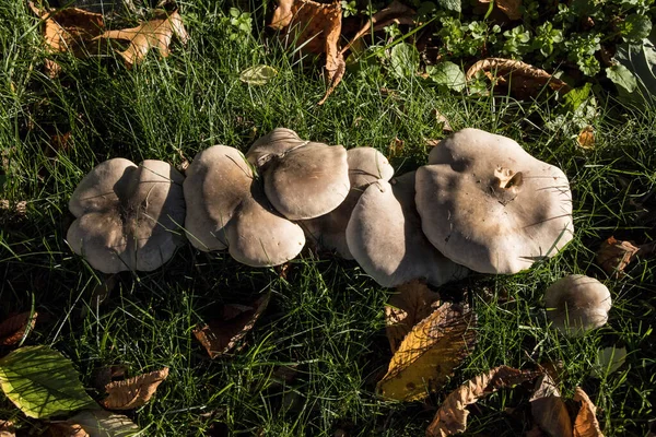 Stockholm Schweden Ein Flacher Pilz Gras Einem Park Herbst — Stockfoto