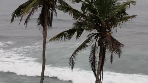 Playa Mirissa Sri Lanka Grandes Olas Rodando Playa Palmeras — Vídeo de stock