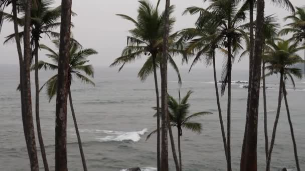 スリランカのミリッサビーチビーチとヤシの木に転がり込む大きな波 — ストック動画