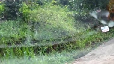 Ella, Sri Lanka Küçük bir orman yolunda araba sürüyor. 