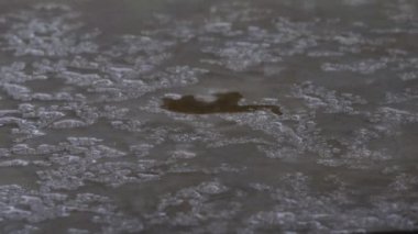 Unawatuna, Sri Lanka Bahçeye düşen tropik yağmur