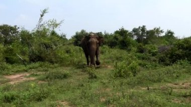 Udawalawa, Sri Lanka, Udawalawe Ulusal Parkı Safari Parkı 'ndaki Filler.