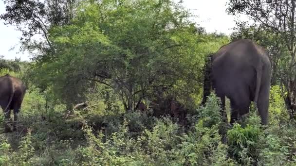 Udawalawa Sri Lanka Elefantes Parque Nacional Udawalawe Safari — Vídeo de Stock