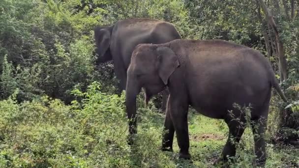 Udawalawa Sri Lanka Elefanter Nationalparken Udawalawe Safari — Stockvideo