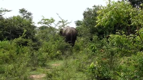 Udawalawa Sri Lanka Elephants Udawalawe National Park Safari Park — Stock Video