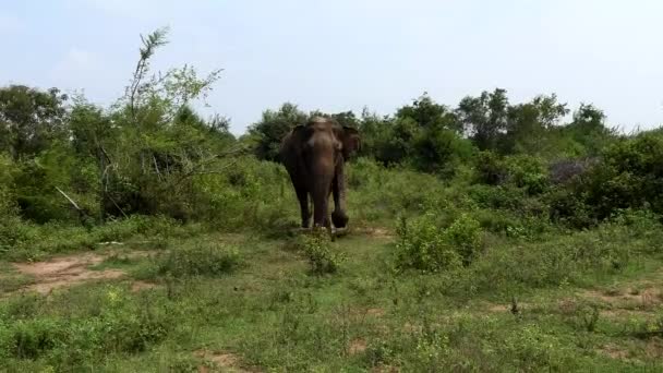 Udawalawa Sri Lanka Elefantes Parque Nacional Udawalawe Safari — Vídeo de Stock