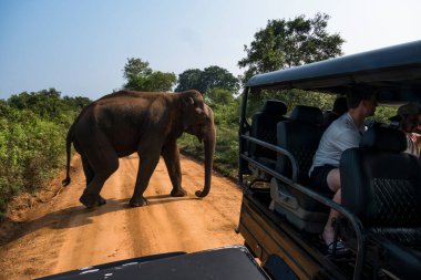 Udawalawa, Sri Lanka, Udawalawe Ulusal Parkı Safari Parkı 'ndaki ciplerde filler ve turistler.