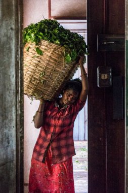 Ella, Sri Lanka Bir kadın işçi Kinellan çay fabrikasında bir sepet çay taşıyor.