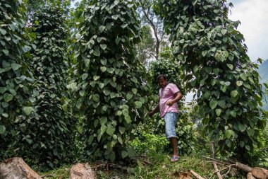 Koslanda, Sri Lanka A Sri Lankalı adam biber ağacından taze biber topladı.