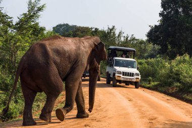 Udawalawa, Sri Lanka, Udawalawe Ulusal Parkı Safari Parkı 'ndaki ciplerde filler ve turistler.