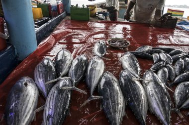 Galle, Sri Lanka, şehir merkezinde bir balık pazarı..