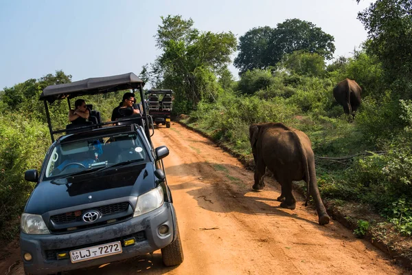 ウダワラワ スリランカ ウダワラワラ国立公園のジープで象や観光客サファリパーク — ストック写真