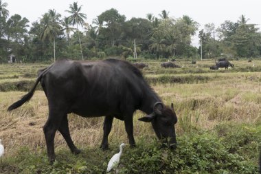 Mirissa, Sri Lanka Bir su bufalosu