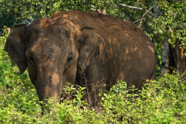 Udawalawa, Sri Lanka, Udawalawe Ulusal Parkı Safari Parkı 'ndaki Filler.
