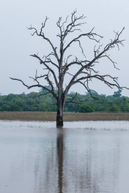 Udawalawa, Sri Lanka, Udawalawe Ulusal Parkı Safari Parkı 'nda bir bataklık..