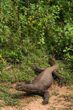 Udawalawa, Sri Lanka, Udawalawe Ulusal Parkı Safari 'de bir komodo ejderha kertenkelesi.