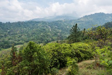 Diyaluma Şelalesi, Sri Lanka Dağlık ormanda şelaleye giden bir patika.