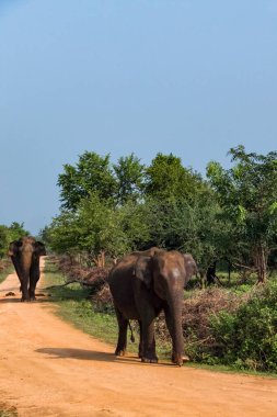 Udawalawa, Sri Lanka, Udawalawe Ulusal Parkı Safari Parkı 'ndaki Filler.