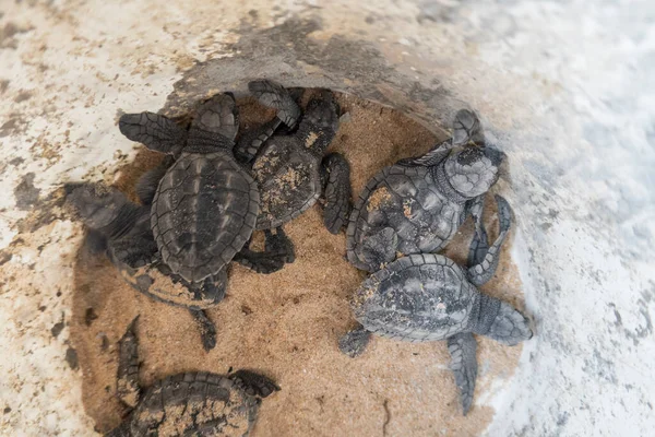 Hikkaduwa Sri Lanka Baby Sea Turtles Hatchery — Stock Photo, Image