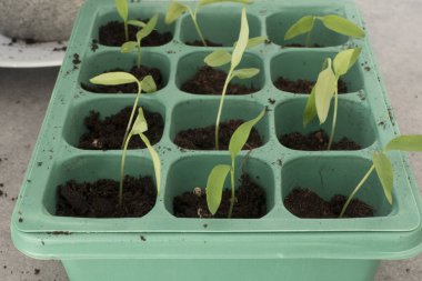 Tohumlar küçük saksılara ekiliyor.. 