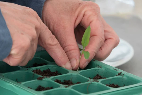 Mudas Ficando Plantadas Pequenos Vasos — Fotografia de Stock