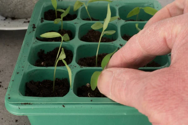 Semis Plantés Dans Petits Pots — Photo