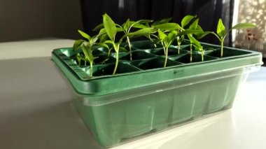 Bir evde küçük plastik kaplarda yetişen biber tohumları. 