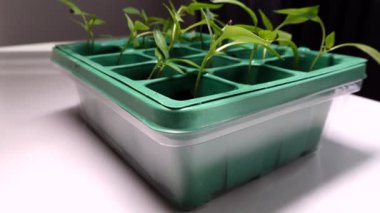 Bir evde küçük plastik kaplarda yetişen biber tohumları. 