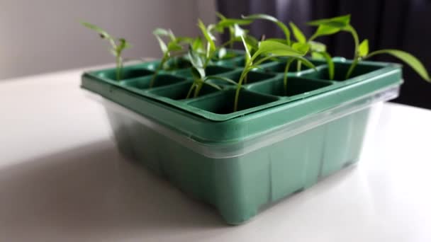 Peper Zaailingen Groeien Kleine Plastic Potten Een Huis — Stockvideo