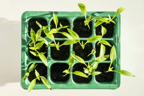自宅の小さなプラスチックポットで栽培されているペッパーの苗 — ストック写真