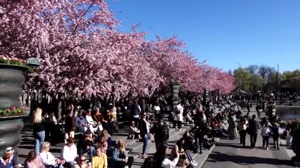 Stockholm Schweden Park Kungstradgarden Versammelten Sich Die Menschen Zur Jährlichen — Stockvideo