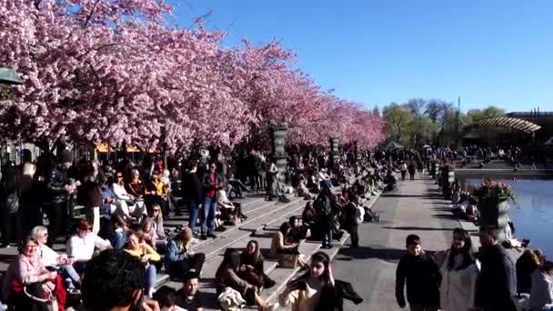 Stockholm Sweden People Gathered Kungstradgarden Park Annual Cherry Blossoms — Vídeo de stock