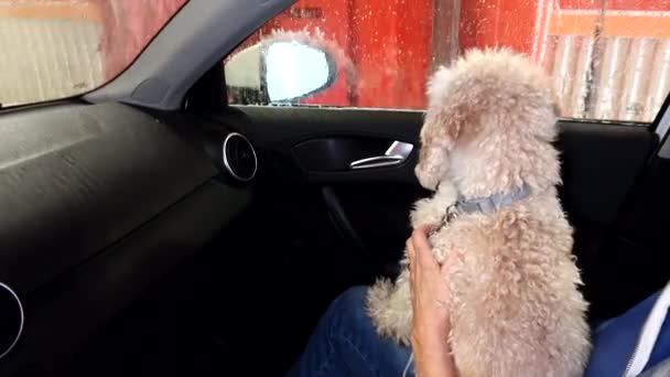 Stockholm Schweden Ein Bichon Pudelhund Sitzt Durch Eine Autowaschanlage — Stockvideo