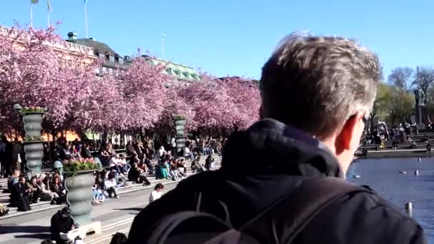 Stockholm Sweden People Gathered Kungstradgarden Park Annual Cherry Blossoms — Vídeo de stock