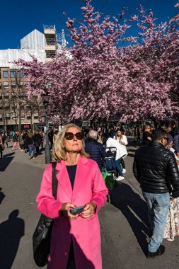 Stockholm, İsveç halkı şehir merkezindeki Kungstradgarden parkındaki yıllık kiraz çiçeklerine hayran..