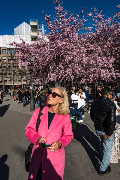 Stockholm Sweden People Admiring Annual Cherry Blossoms Kungstradgarden Park Downtown —  Fotos de Stock