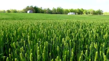 Güneşli bir bahar gününde rüzgarda savrulan yeşil buğday tarlası. 