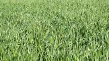 Norfolk, Virginia Güneşli ve rüzgarlı bir günde bir buğday tarlası