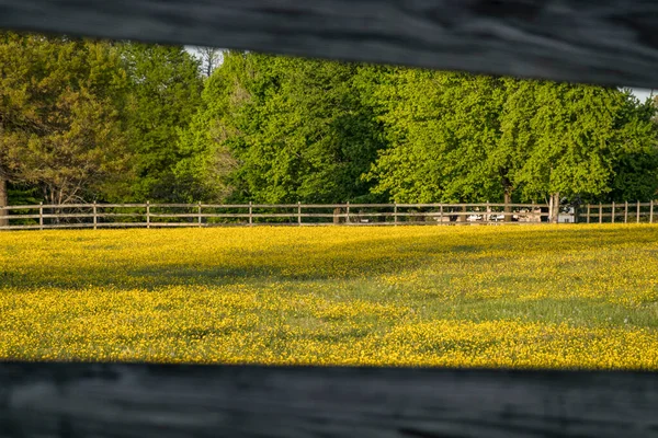 Broomes Island Maryland Field Buttercups Sunset Seen Wooden Fence — Stockfoto