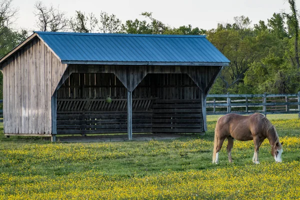 Broomes Island Maryland Pony Field Buttercups Wooden Barn — Stock Photo, Image