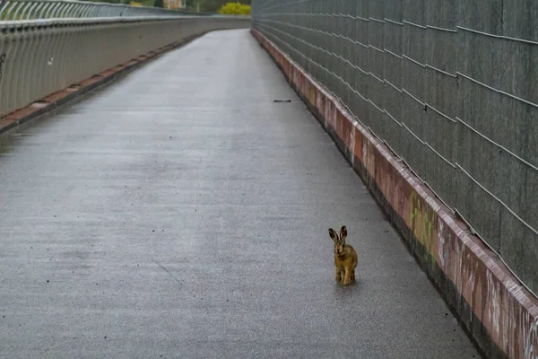 Stockholm Zweden Een Wilde Haas Konijn Loopt Arsta Brug — Stockfoto